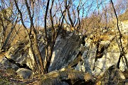 84 Carpini neri tra roccioni d'Alben